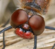 309A6230-DxO_ruddy_darter_dragonfly_1000mm_mugshot_eyes_mfd.jpg